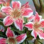 2 Pcs Adenium Rose Red Light Pink Flower Seeds