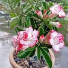 2 Pcs Adenium Red White Plicated Flower Seeds