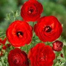 20 Pcs Ranunculus asiaticus Dark Red Blooms Flower Seeds 20 Pcs Ranunculus asiaticus Dark Red Blooms Flower Seeds