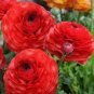 20 Pcs Ranunculus asiaticus Dark Red Blooms Flower Seeds