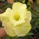 2 Pcs Adenium Whitish Light Yellow Flower Seeds