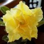 2 Pcs Adenium Whitish Light Yellow Flower Seeds