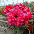 2 Pcs Adenium 'Tea' Types Red White Flower Seeds 2 Pcs Adenium 'Tea' Types Red White Flower Seeds