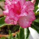 2 Pcs Adenium Whitish Light Pink Flowers with rose red edge seeds 2 Pcs Adenium Whitish Light Pink Flowers with rose red edge seeds