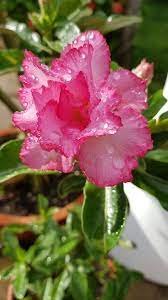 2 Pcs Adenium Whitish Light Pink Flowers with rose red edge seeds