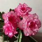 2 Pcs Adenium Whitish Light Pink Flowers with rose red edge seeds