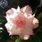 2 Pcs Adenium Light Whitish Pink Petals Light Pink edge Flower Seeds