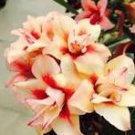2 Pcs Adenium Orange Petals Red Stripe Flower Seeds