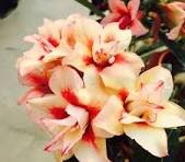 2 Pcs Adenium Orange Petals Red Stripe Flower Seeds
