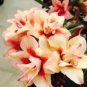 2 Pcs Adenium Orange Petals Red Stripe Flower Seeds