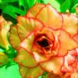 2 Pcs Adenium Orange Petals Red Stripe Flower Seeds