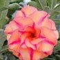 2 Pcs Adenium Orange Petals Red Stripe Flower Seeds
