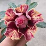 2 Pcs Adenium Peach Red Petals Red Stripe Flower Seeds