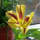 2 Pcs Adenium Mixed Yellow White Petals with red stripe Flower seeds 2 Pcs Adenium Mixed Yellow White Petals with red stripe Flower seeds