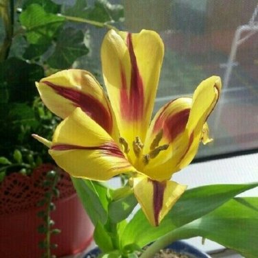 2 Pcs Adenium Mixed Yellow White Petals with red stripe Flower seeds