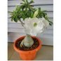 2 Pcs Adenium Purely White Flower Seeds