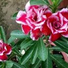 2 Pcs Adenium Mixed White Colorful Red Flower Seeds 2 Pcs Adenium Mixed White Colorful Red Flower Seeds