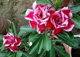 2 Pcs Adenium Mixed White Colorful Red Flower Seeds