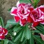 2 Pcs Adenium Mixed White Colorful Red Flower Seeds