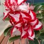 2 Pcs Adenium Mixed White Colorful Red Flower Seeds