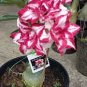 2 Pcs Adenium Mixed White Colorful Red Flower Seeds