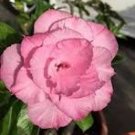 2 Pcs Light Pink Adenium Desert Rose Seeds