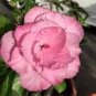 2 Pcs Light Pink Adenium Desert Rose Seeds
