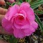 2 Pcs Light Pink Adenium Desert Rose Seeds