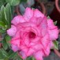 2 Pcs Light Pink Adenium Desert Rose Seeds