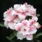 2 Pcs Bright White Adenium with light pink stripe Desert Rose Flower Seeds
