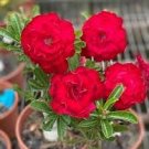 2 Pcs Bright Red Adenium Desert Rose Flower Seeds