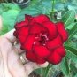2 Pcs Bright Red Adenium Desert Rose Flower Seeds