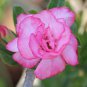 2 Pcs Light Pink Adenium Perennial Garden Bonsai Seeds