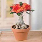2 Pcs Rose Orange Adenium Desert Rose Seeds