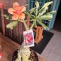 2 Pcs Rose Orange Adenium Desert Rose Seeds