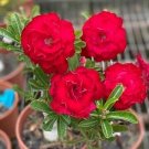 2 Pcs Fresh Red Adenium Desert Rose Bonsai Seeds