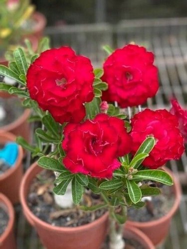 2 Pcs Fresh Red Adenium Desert Rose Bonsai Seeds