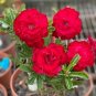 2 Pcs Fresh Red Adenium Desert Rose Bonsai Seeds