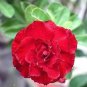 2 Pcs Fresh Red Adenium Desert Rose Bonsai Seeds