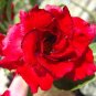2 Pcs Fresh Red Adenium Desert Rose Bonsai Seeds