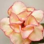 2 Pcs White Adenium Desert Rose with Orange edge Flower Seeds