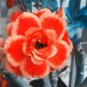 2 Pcs White Adenium Desert Rose with Orange edge Flower Seeds