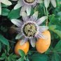 30 Pcs Passiflora Caerulea Passion Fruit Flowers Seeds