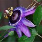 30 Pcs Passiflora Caerulea Passion Fruit Flowers Seeds