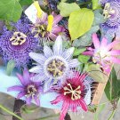 30 Pcs Passiflora Passion Mixed Flowers Seeds 30 Pcs Passiflora Passion Mixed Flowers Seeds