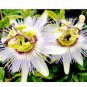 30 Pcs Passiflora Passion Mixed Flowers Seeds