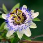 30 Pcs Passiflora Passion Mixed Flowers Seeds