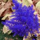 100 Pcs Dark Blue Astilbe Chinensis Perennial Flower Seeds