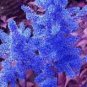 100 Pcs Dark Blue Astilbe Chinensis Perennial Flower Seeds
