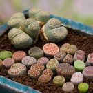 10 Pcs Lithops Mixed 9 Types Succulent Seeds 10 Pcs Lithops Mixed 9 Types Succulent Seeds